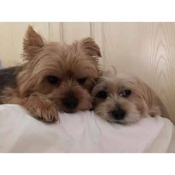 my2westies